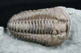 Sweet Ohio Flexicalymene Trilobite #2295-2